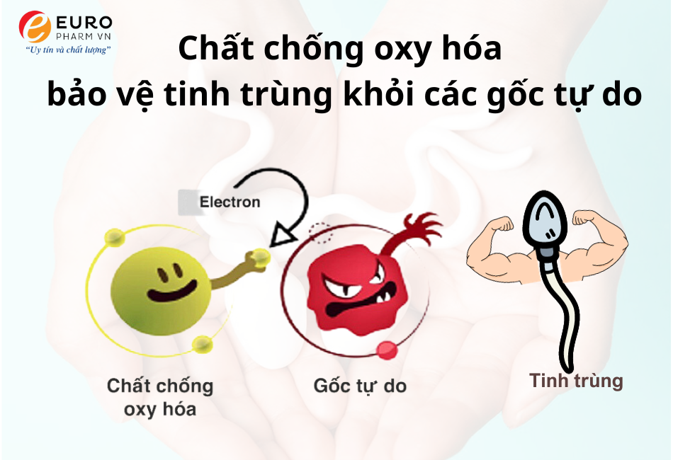 chất chống oxy hóa bảo vệ tinh trùng