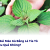 Chữa Sùi Mào Gà Bằng Lá Tía Tô Có Hiệu Quả Không?