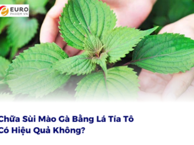 Chữa Sùi Mào Gà Bằng Lá Tía Tô Có Hiệu Quả Không?